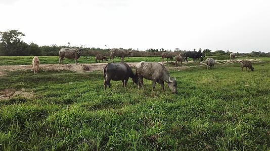 水牛在马莱Kampung河附近吃草视频的预览图