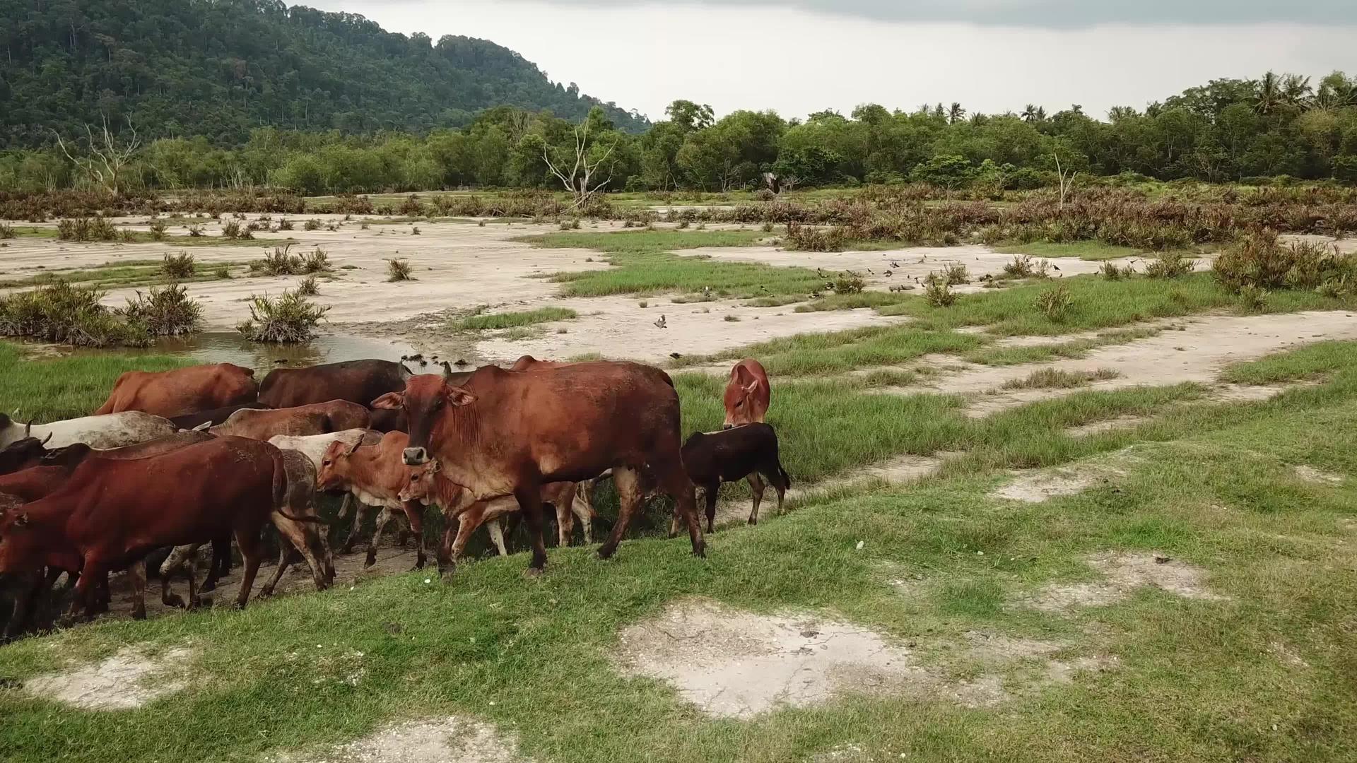 脏牛在田间流动视频的预览图