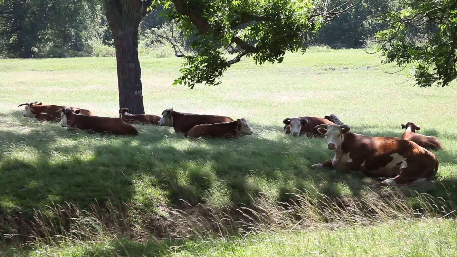 有牲畜在树荫下视频的预览图