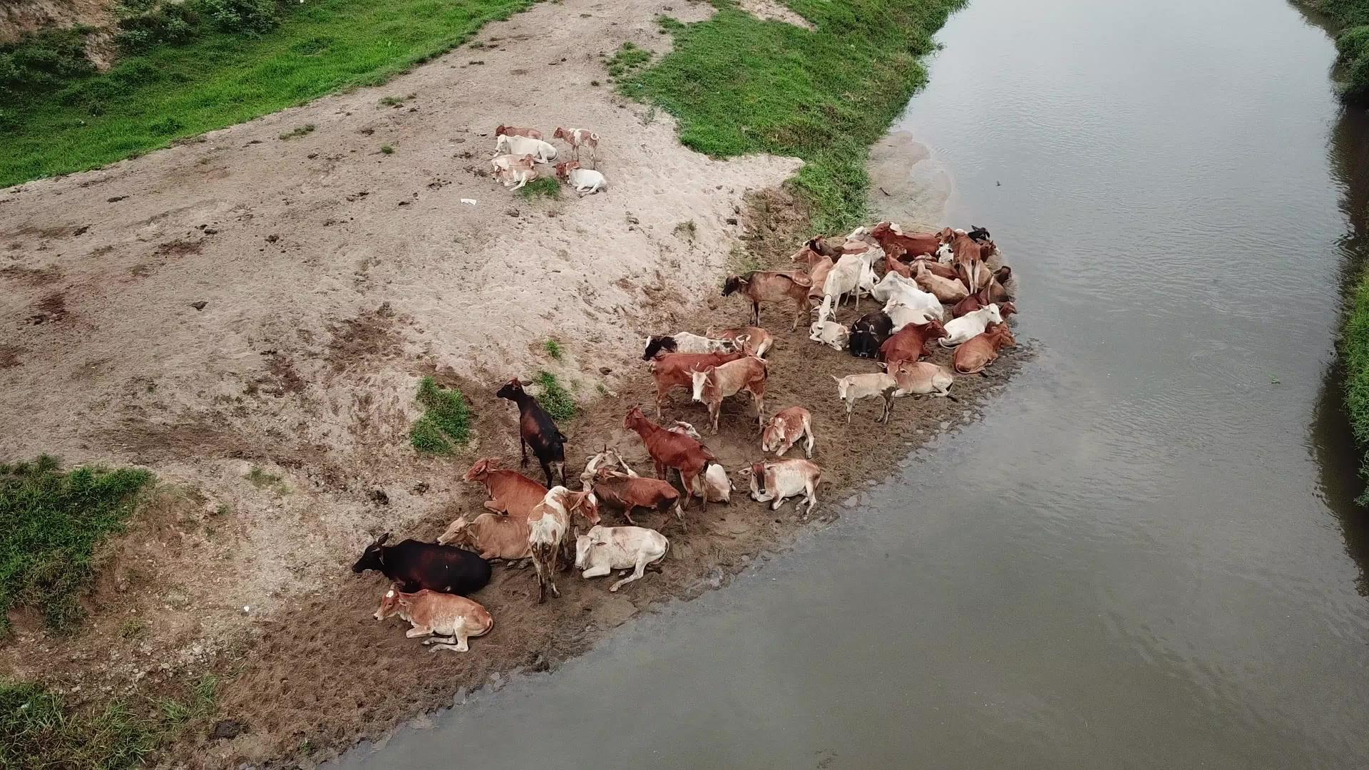 一群奶牛呆在柏南河附近的海滩旁视频的预览图