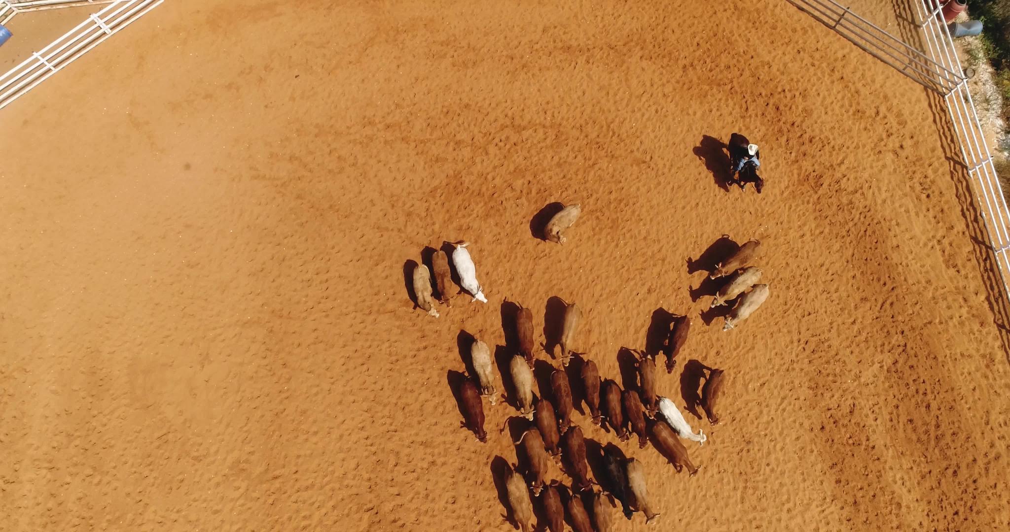 空中无人机在马场牧场的牛群上空骑着种马的牛仔男子视频的预览图