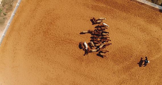空中无人机在马场牧场的牛群上空骑着种马的牛仔男子视频的预览图