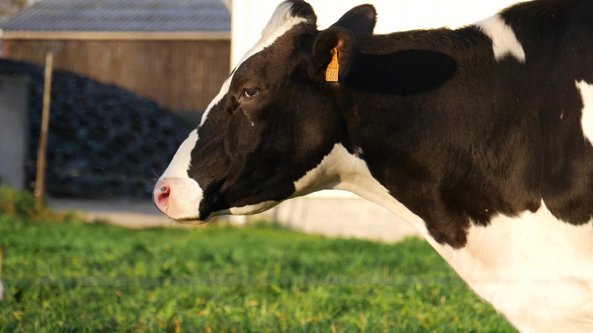 黑白牛和白白牛在草原上放牧视频的预览图