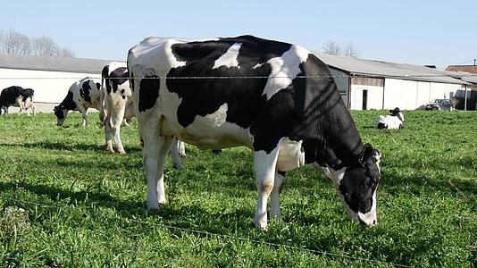 黑白牛和白白牛在草原上放牧视频的预览图