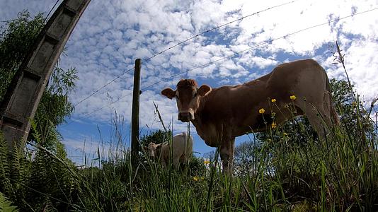 草原上的白牛群视频的预览图