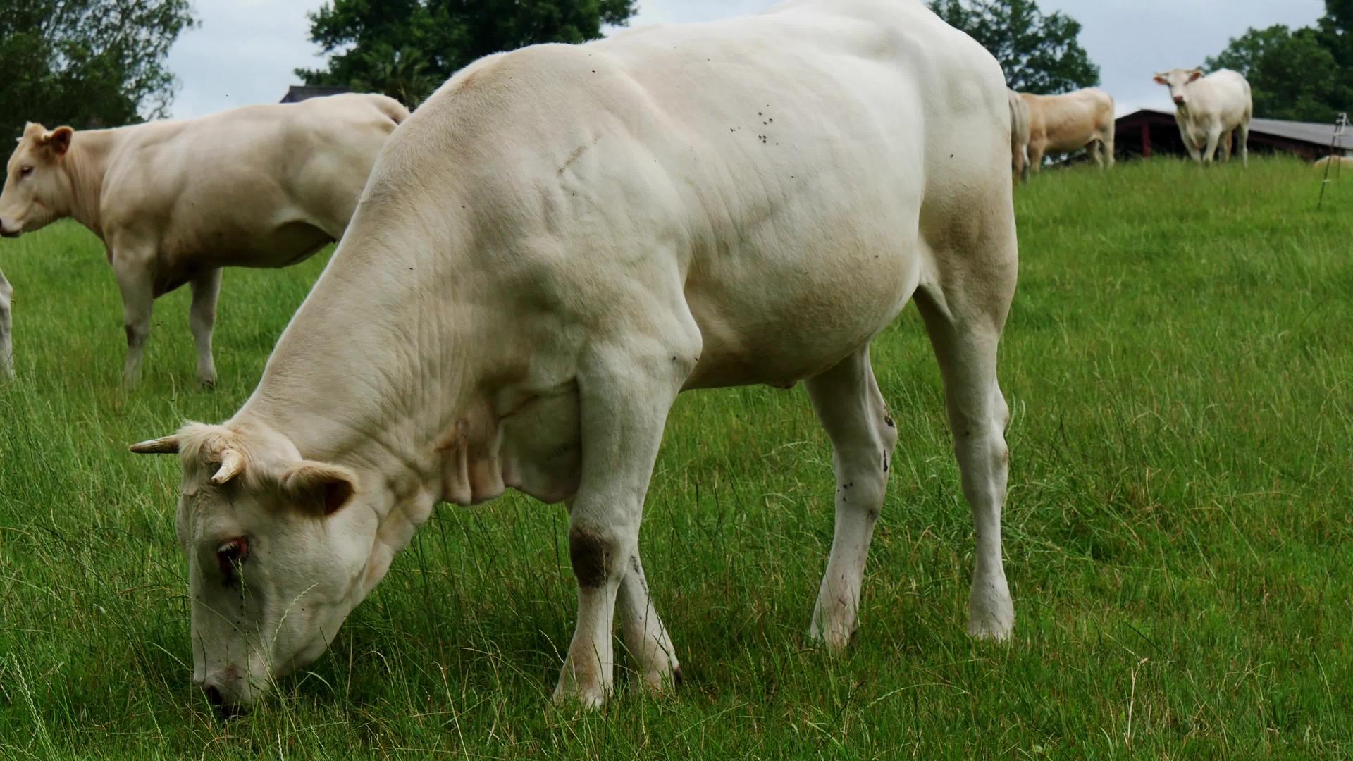 草原上放牧白牛视频的预览图