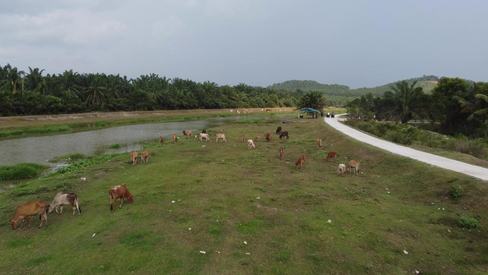 牧牛群放牧草视频的预览图
