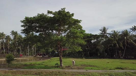 孤独的牛用绳子绑在树上视频的预览图