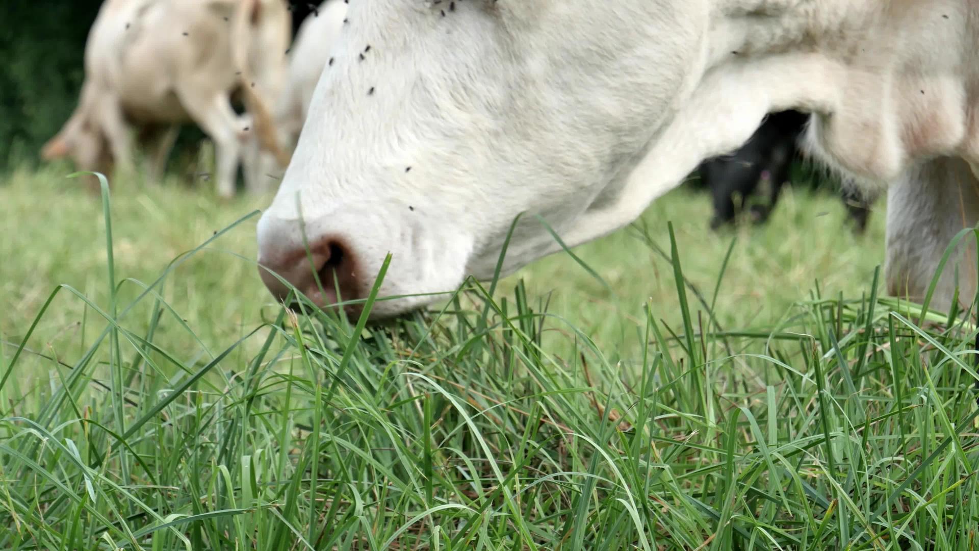 在草原上放牧的白牛附近视频的预览图