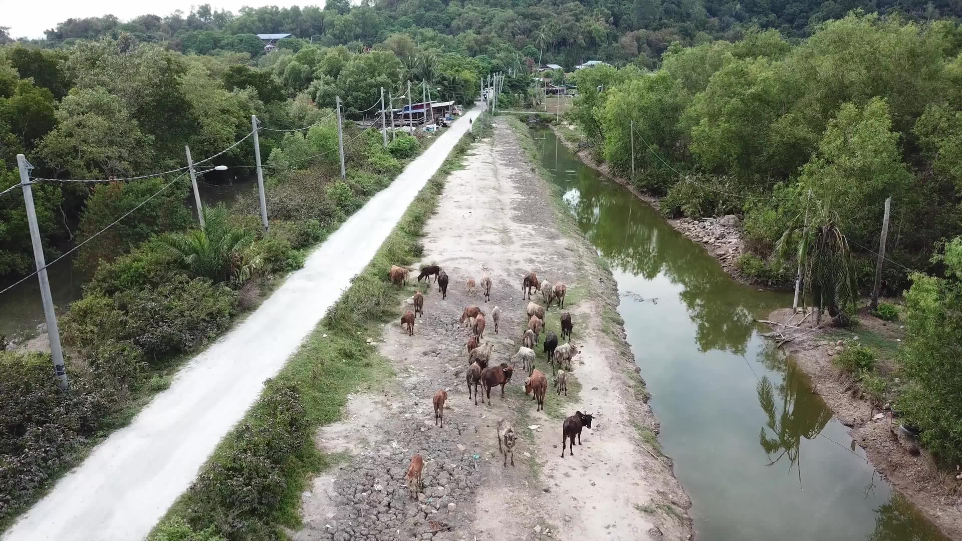 沿河行走的奶牛视频的预览图