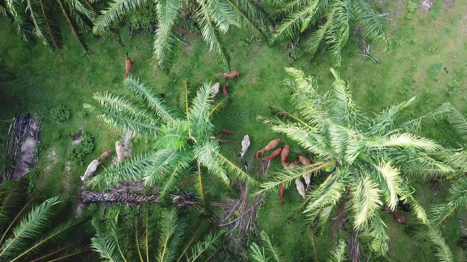 在空中仰视油棕榈中的牛视频的预览图