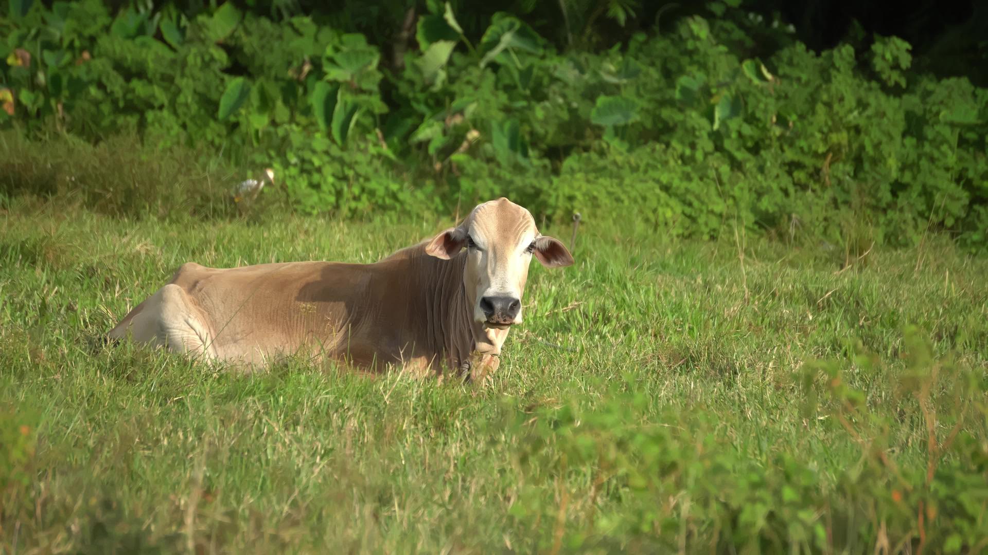 草地上的牛和羊躺在草地上视频的预览图