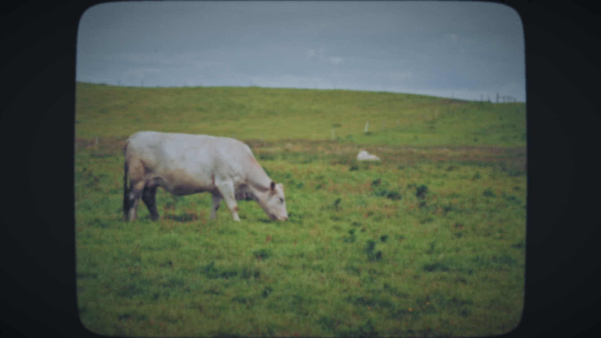 奶牛在绿草地上吃草视频的预览图