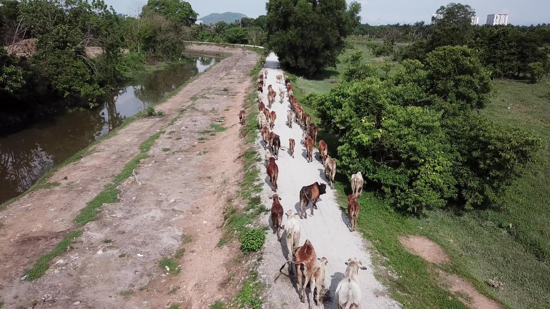牛群在一列中行走视频的预览图