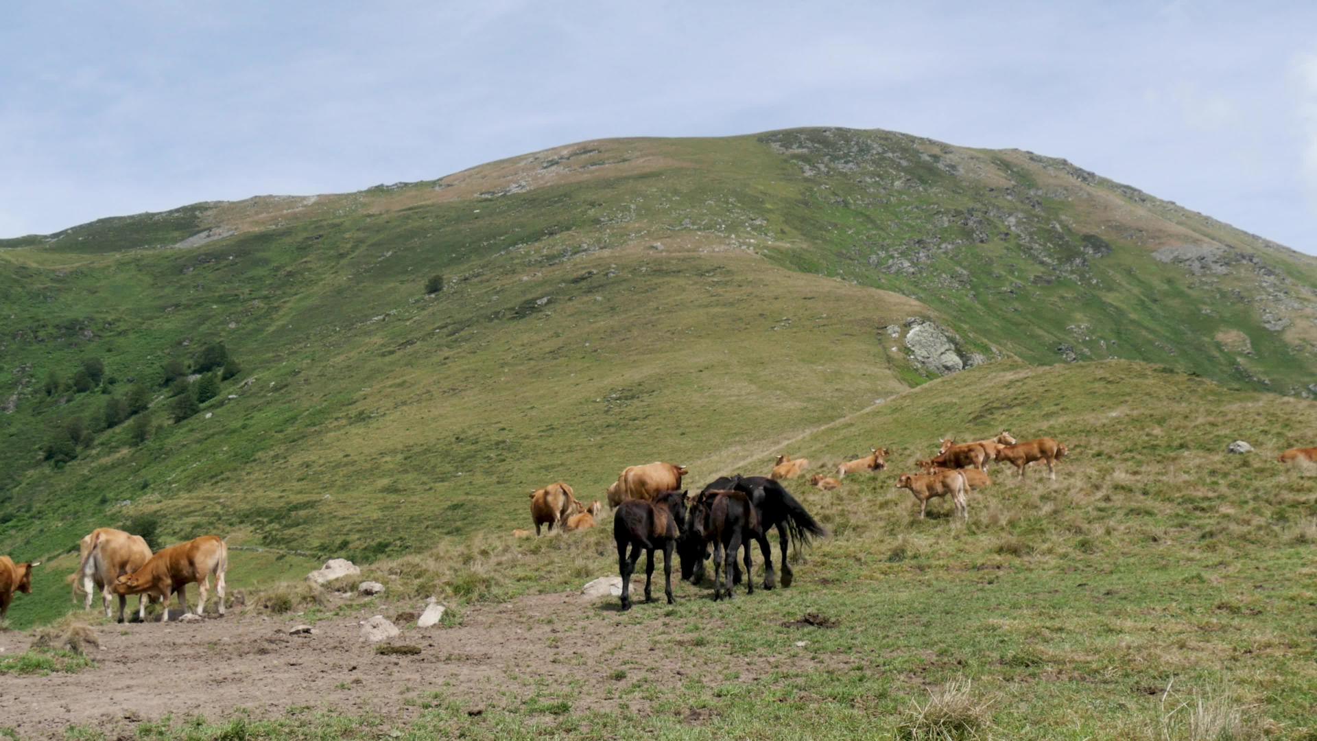 牛马在山里放牧视频的预览图