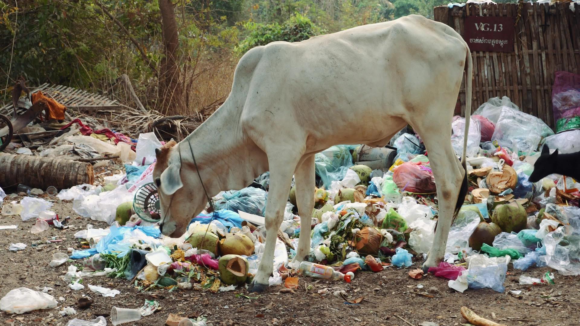 牛在安哥罗的坎波迪亚吃垃圾视频的预览图