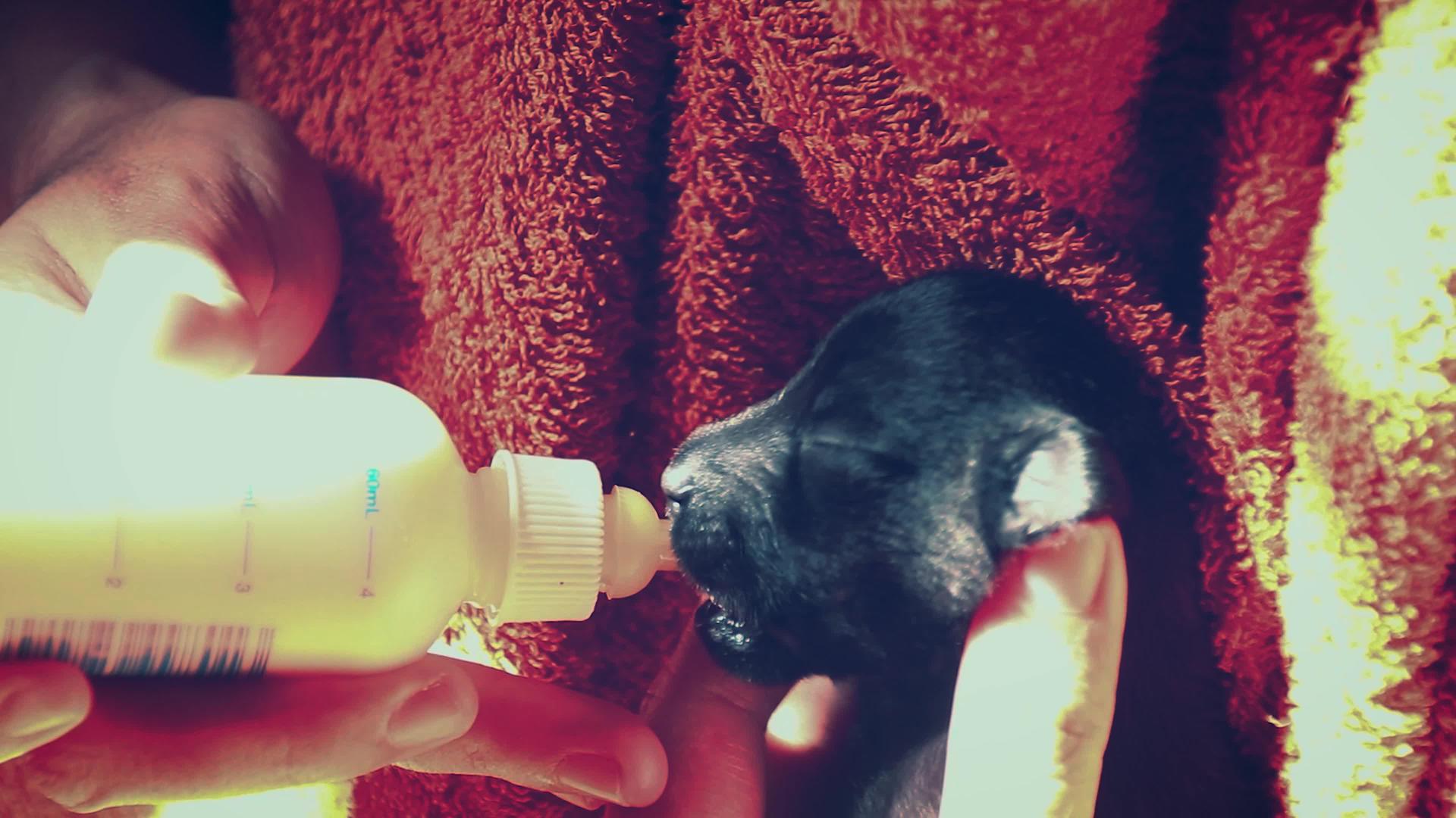 给新生的获救小狗喂奶瓶视频的预览图