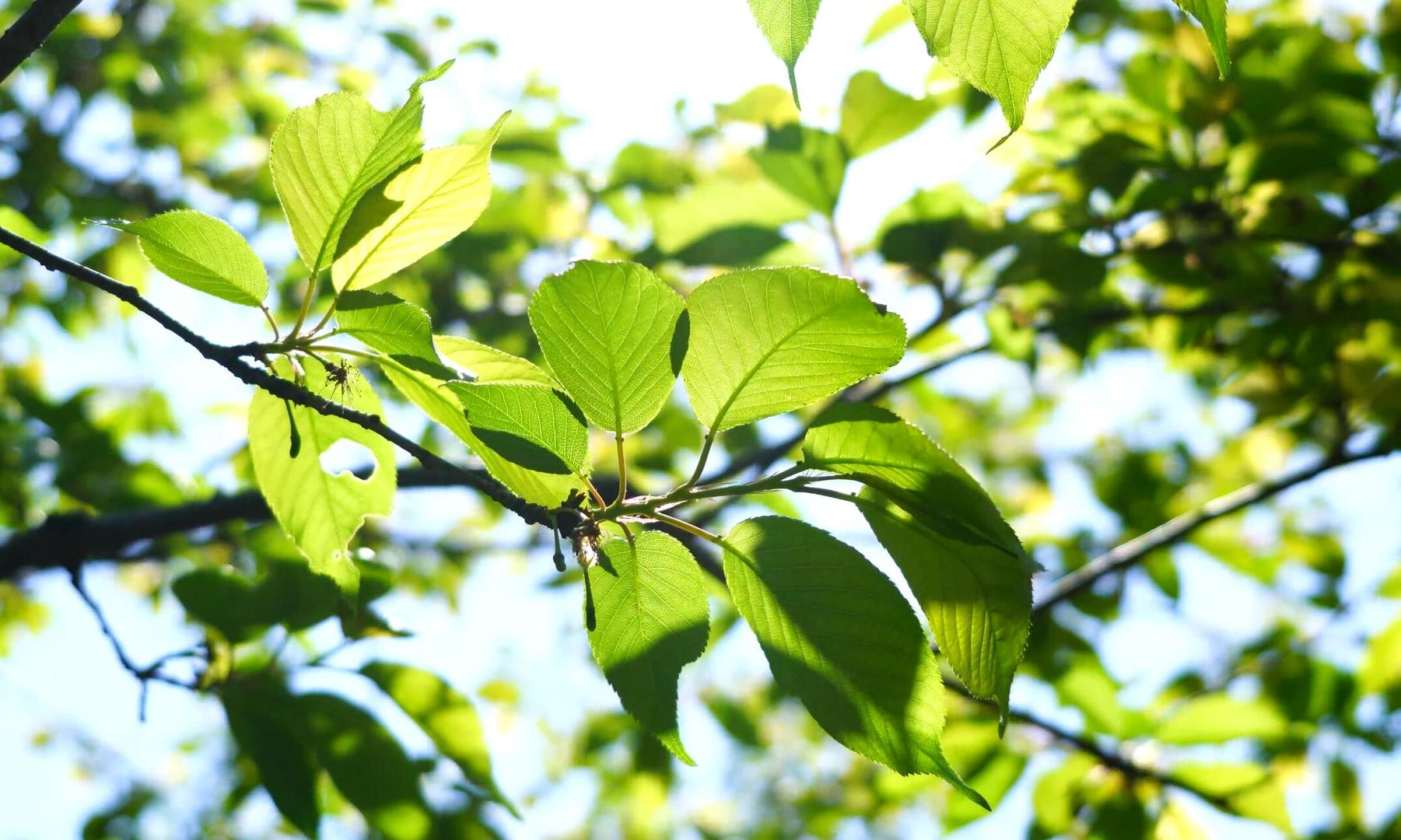阳光照射下的树叶视频的预览图