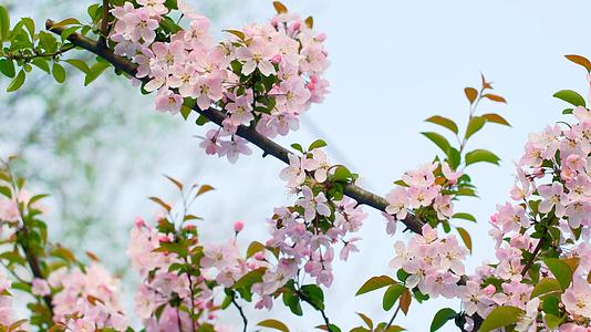 4K实拍春季唯美盛开的樱花视频素材视频的预览图