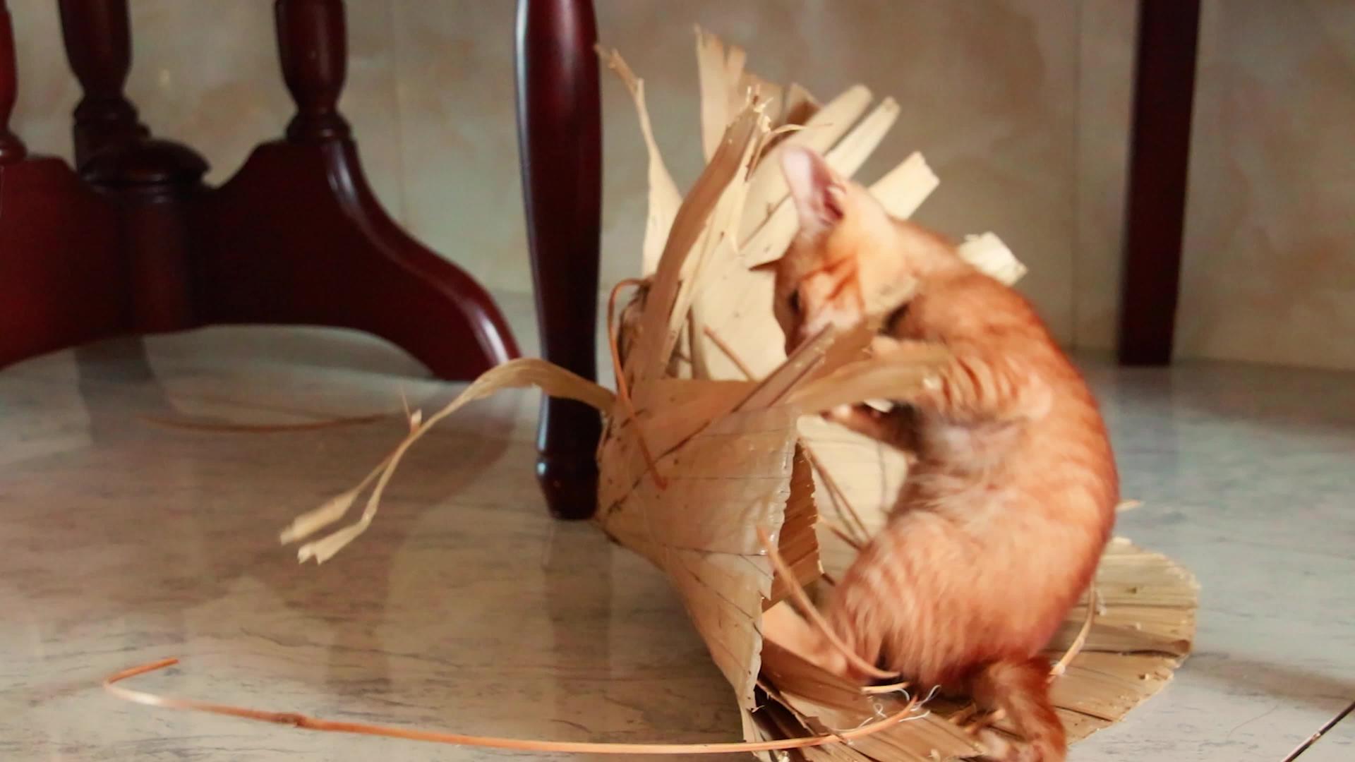 姜小猫玩耍视频的预览图