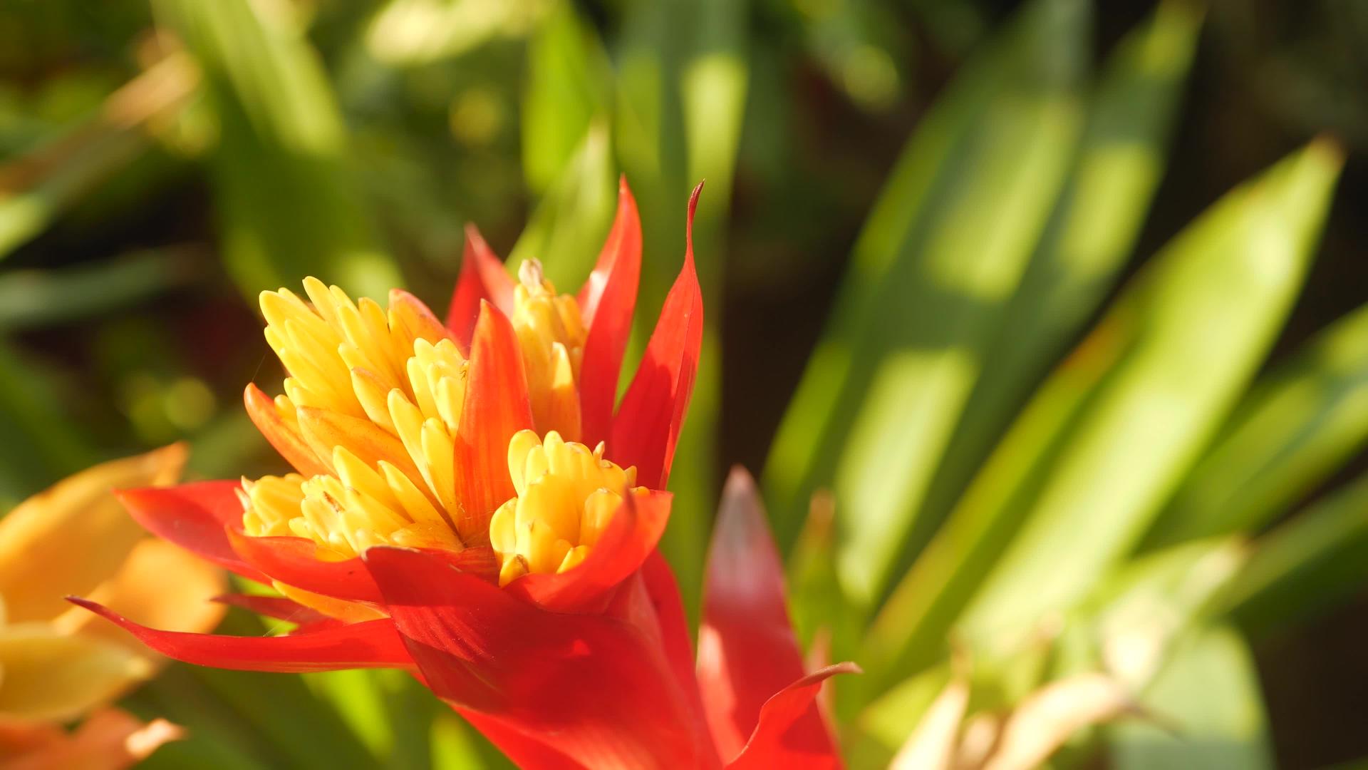 春天花园里五颜六色的热带花卉宏观特写视频的预览图