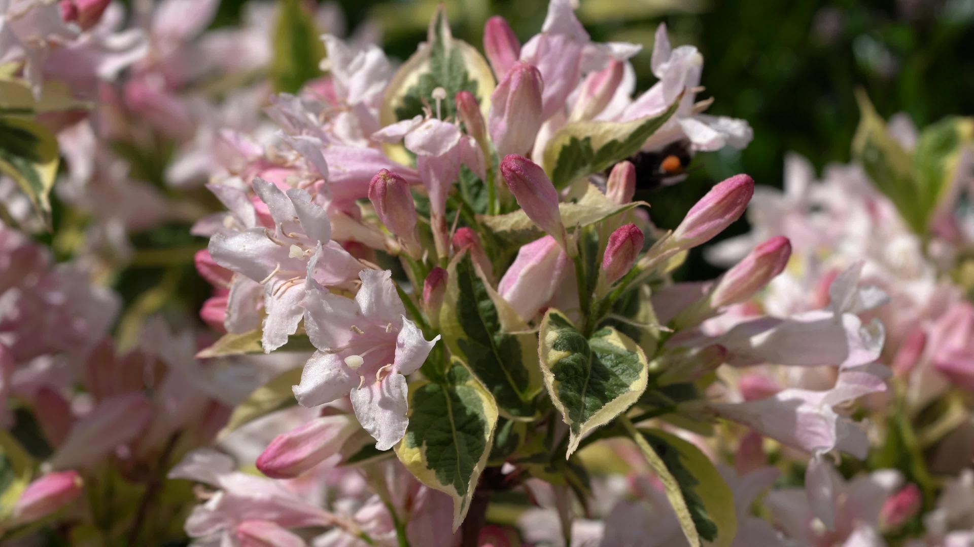 粉色的花朵视频的预览图