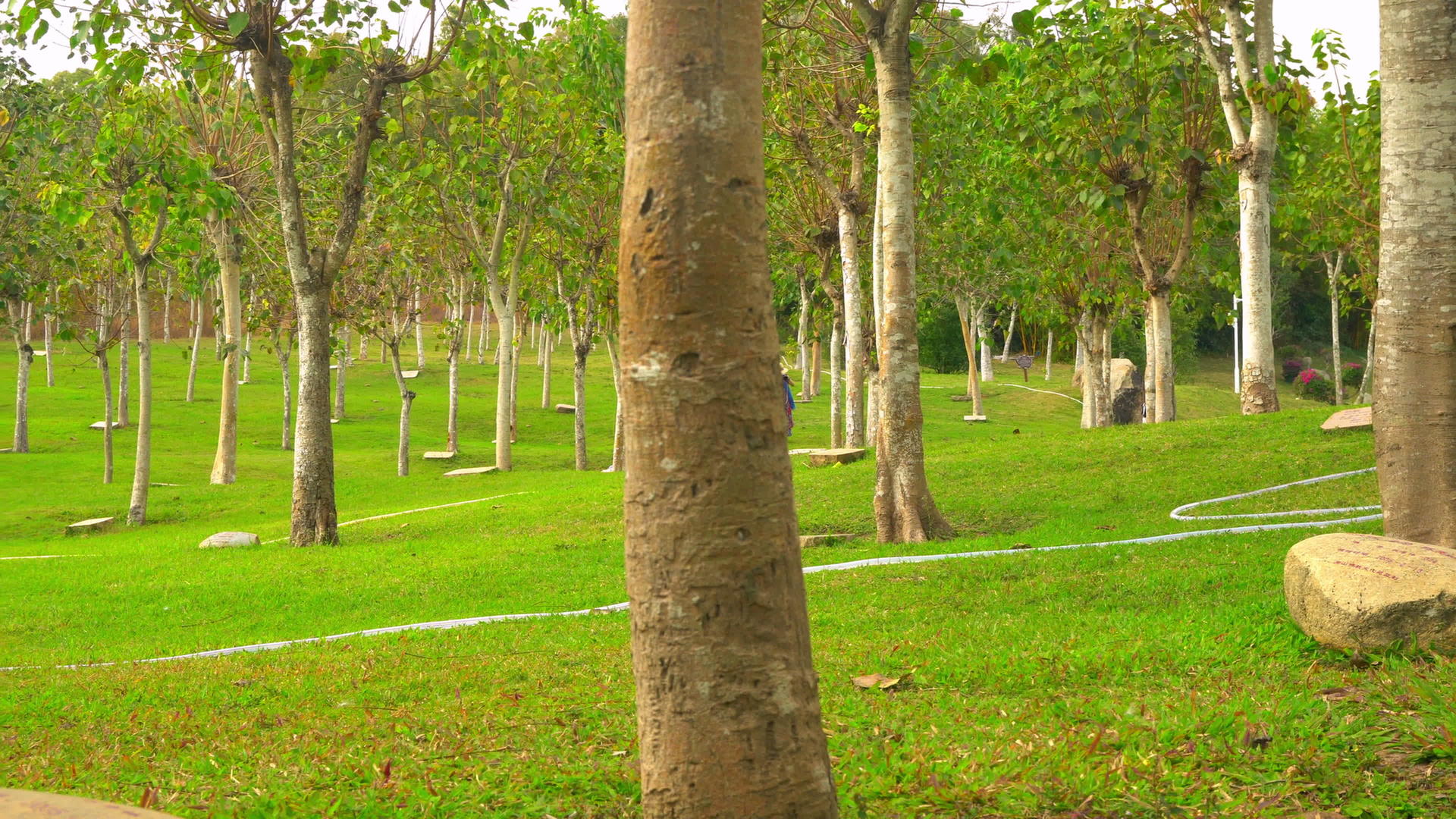 哈伊南岛公园里有美丽的树木视频的预览图