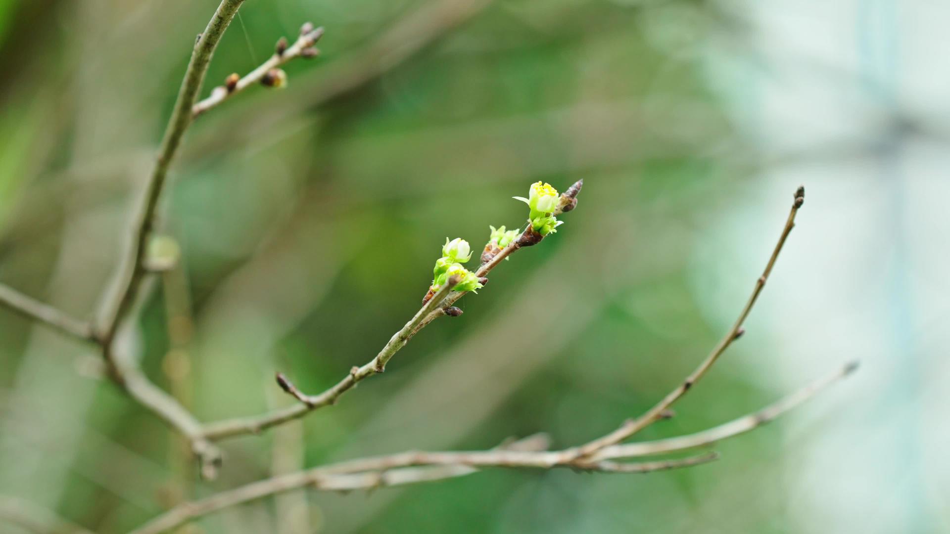 4k立春枝枝发芽树枝嫩芽视频的预览图