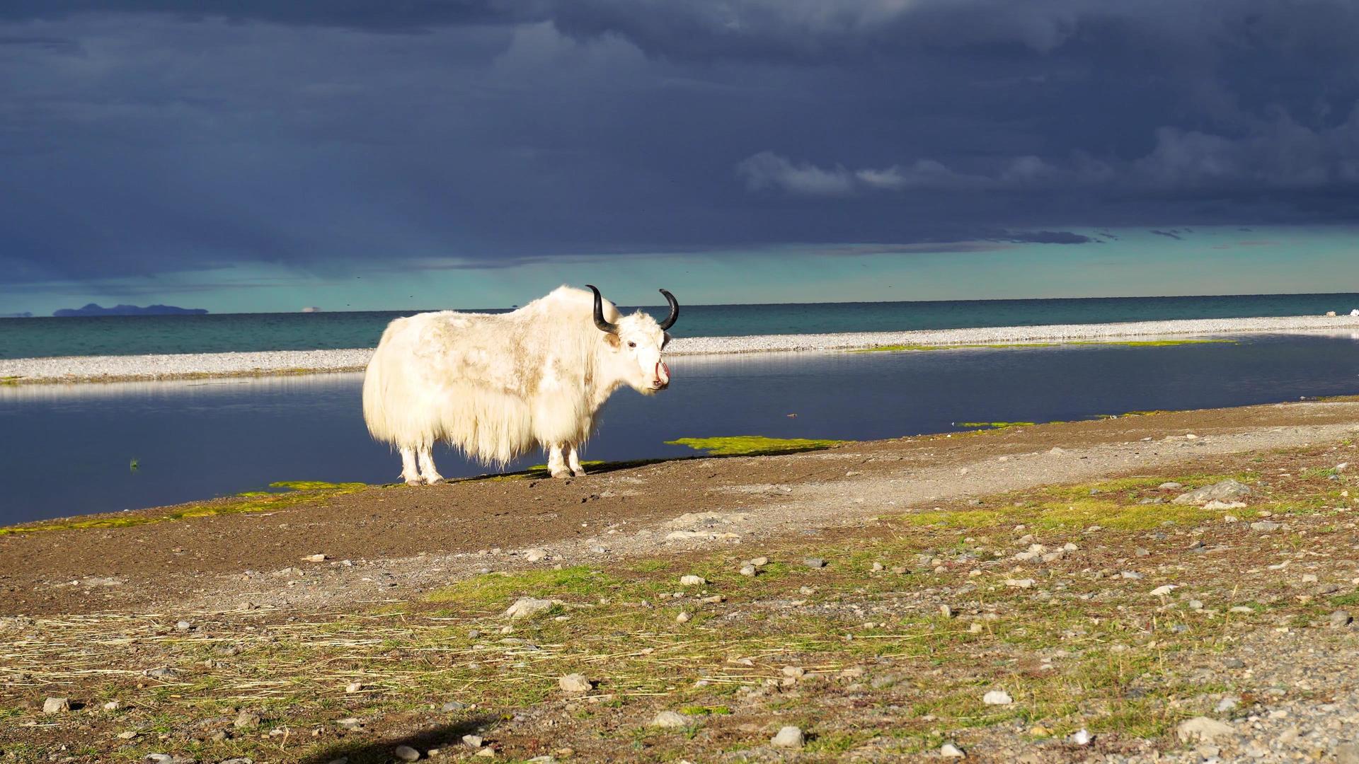 西藏纳木措湖边的牦牛视频的预览图