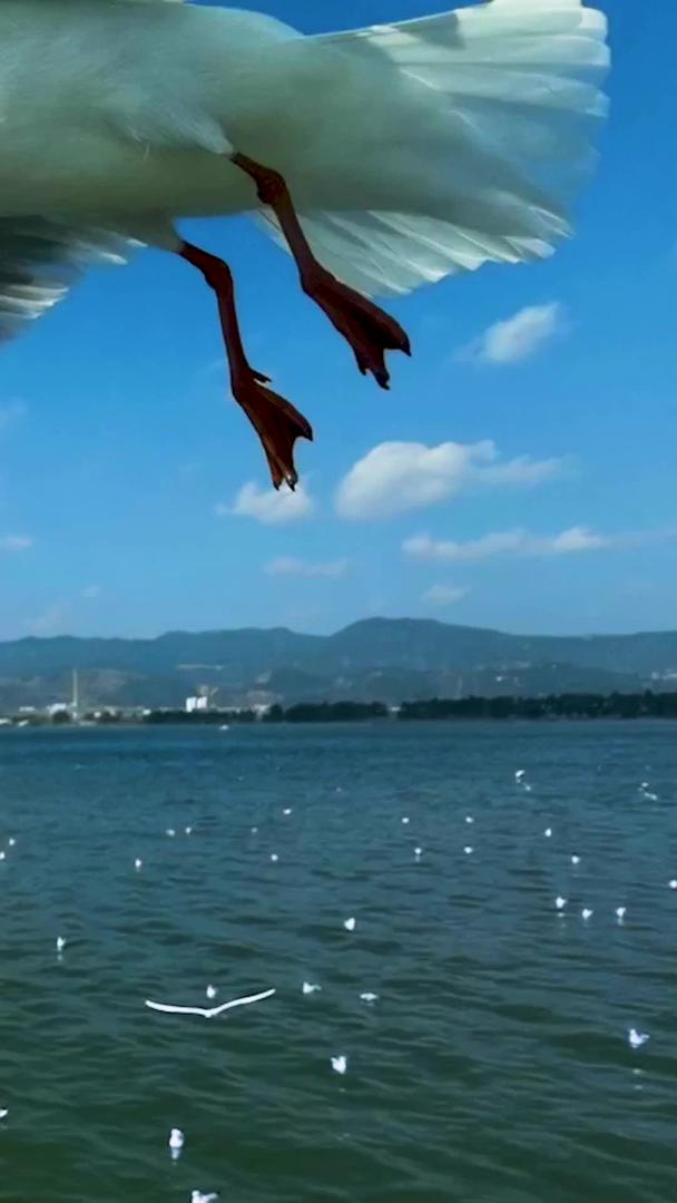 滇池实拍慢动作喂海鸥视频的预览图
