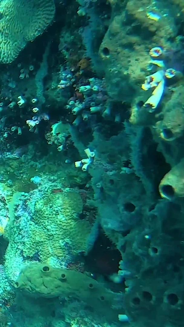 海底世界视频的预览图