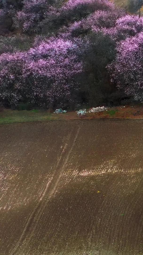 在林芝波密桃花中欣赏桃花的人航拍素材视频的预览图