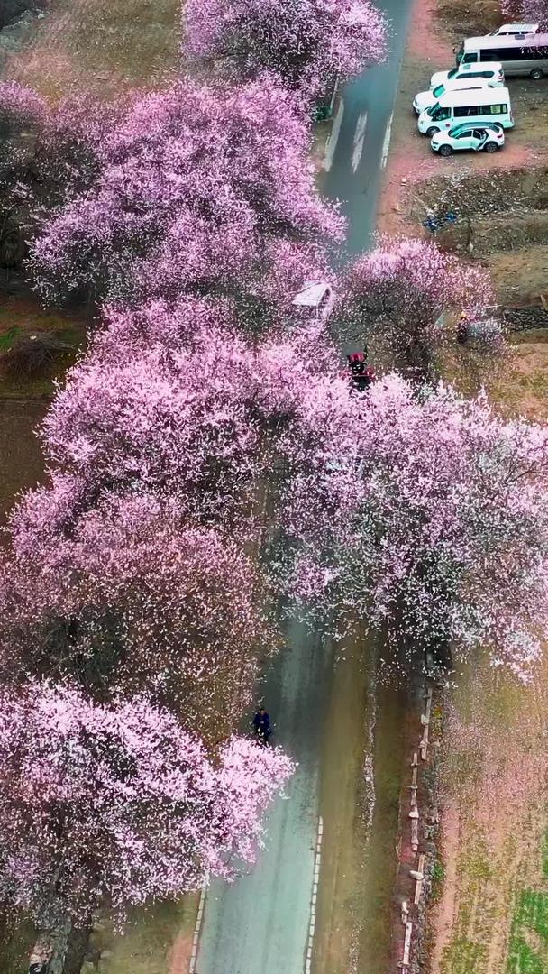 在林芝波密桃花中欣赏桃花的人航拍素材视频的预览图