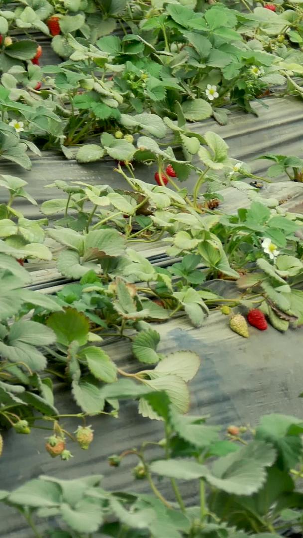 成熟的草莓水果视频的预览图