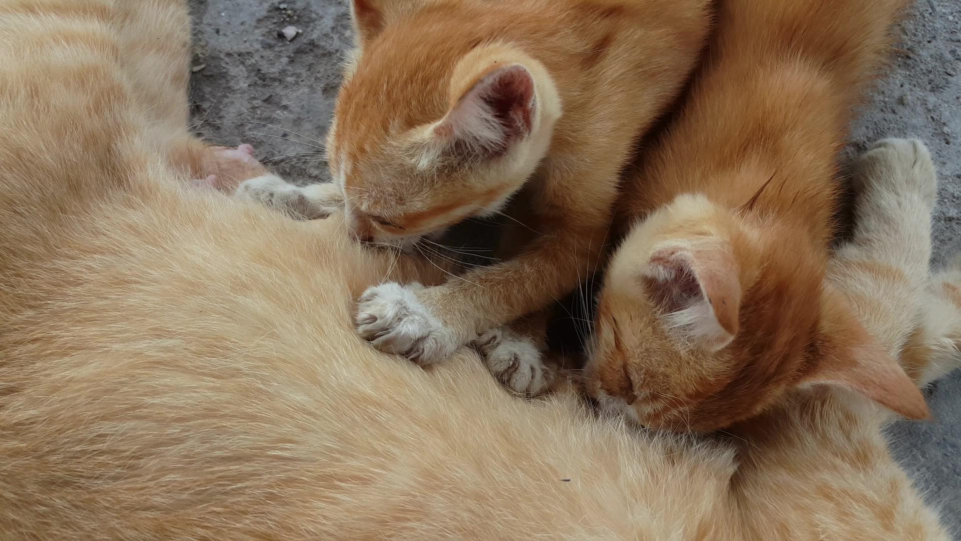 关闭一个骄傲的母亲喂两只小猫视频的预览图