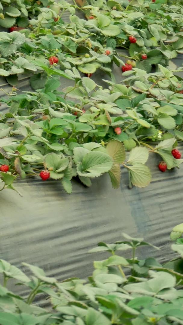 成熟的草莓水果视频的预览图