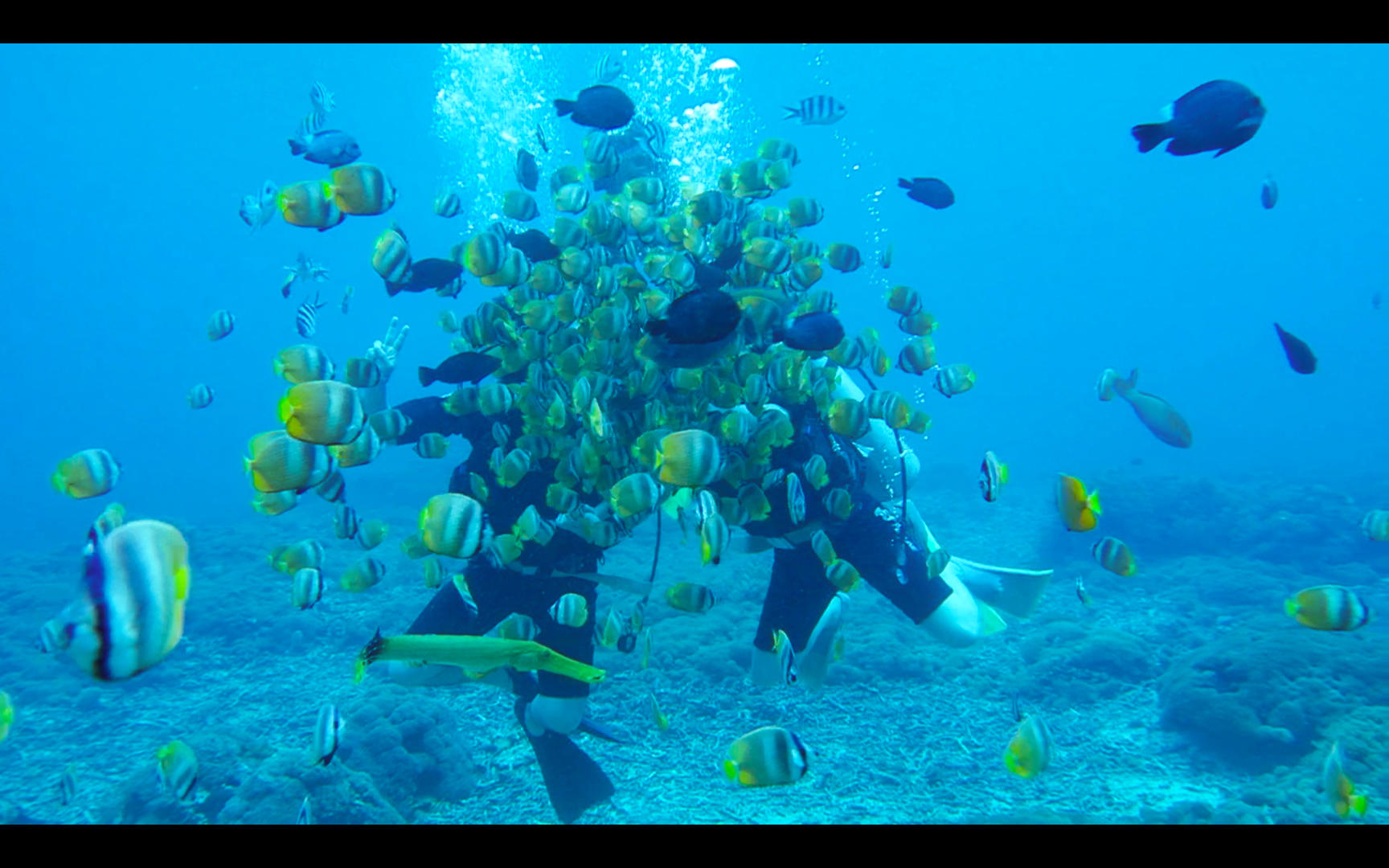 巴厘岛贝尼达潜水水下视频视频的预览图