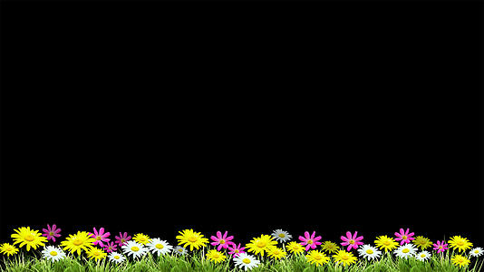 花丛花朵动画元素带透明通道70视频的预览图