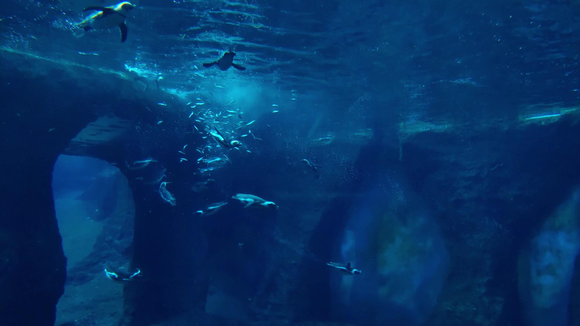 企鹅在水下快速游泳和吃鱼视频的预览图