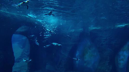 企鹅在水下快速游泳和吃鱼视频的预览图