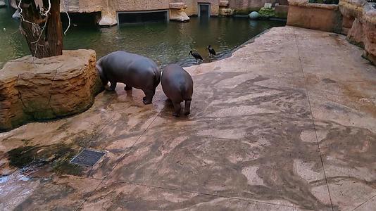 河马走在动物园的瓷砖上寻找食物视频的预览图