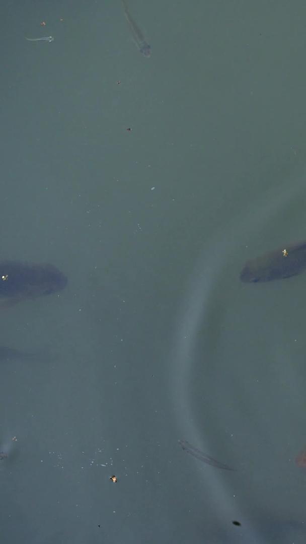 红鲤鱼在池塘里视频的预览图