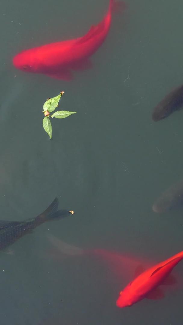 红鲤鱼在池塘里视频的预览图