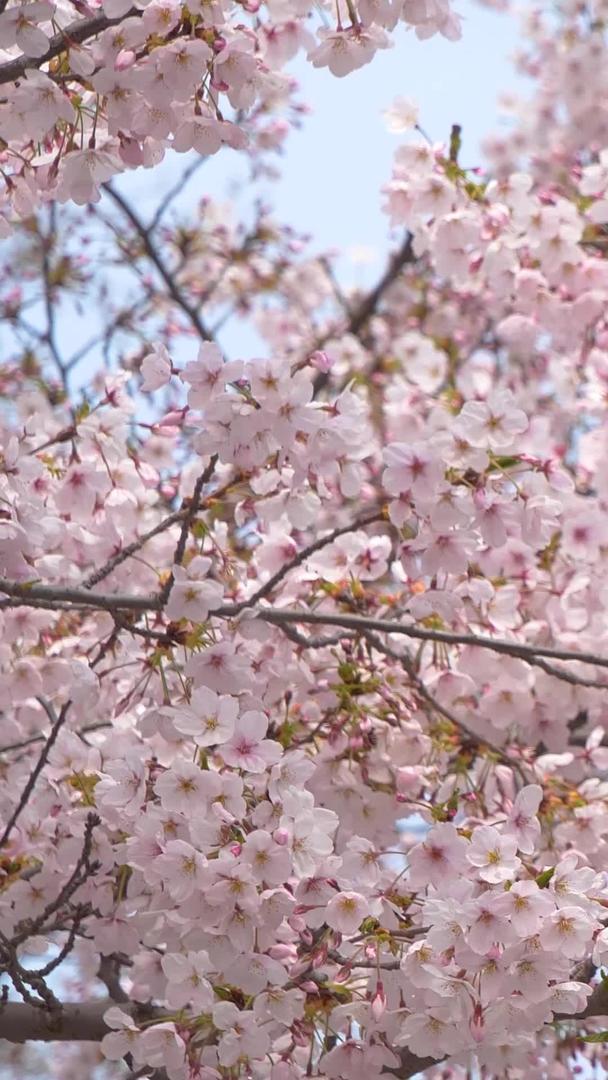 春天的樱花在风中摇曳视频的预览图