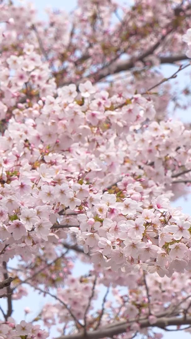 春天的樱花在风中摇曳视频的预览图