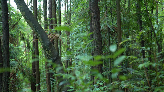 天然森林树木花草视频的预览图