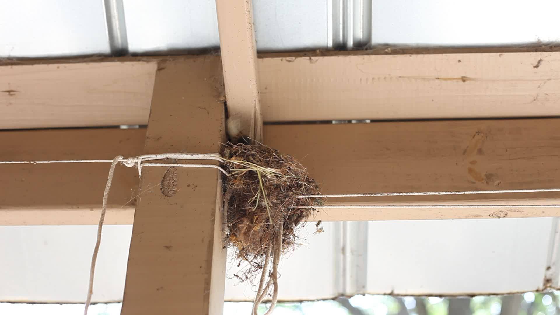鸟巢里的幼鸟视频的预览图