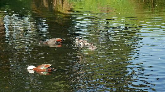野鸭家族在河里游泳视频的预览图