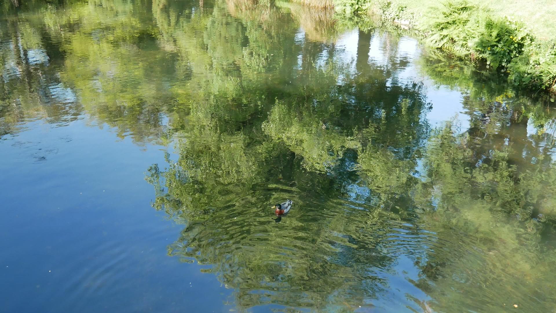 野鸭在河中游泳在基督教堂的植物园里游泳视频的预览图