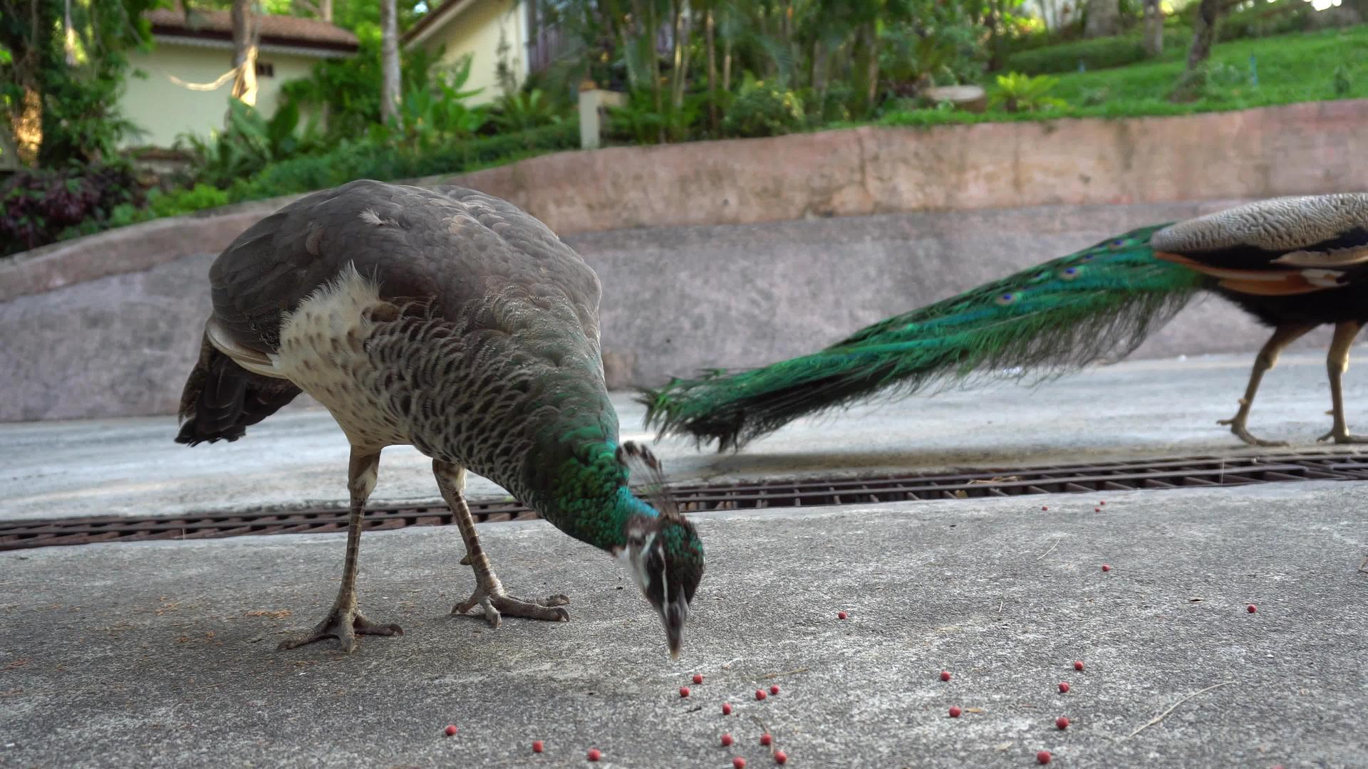 孔雀在路上吃东西视频的预览图